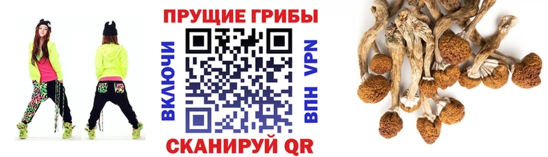 Галлюциногенные грибы Psilocybine cubensis  это состав  Шали 