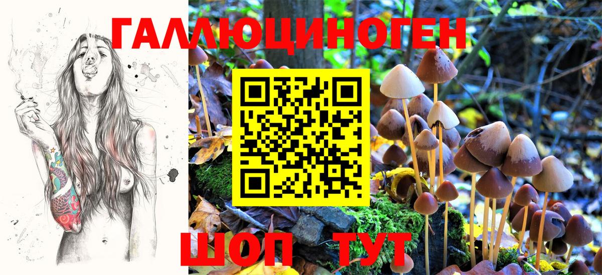 Псилоцибиновые грибы Cubensis  Шали  Галлюциногенные грибы Psilocybe 